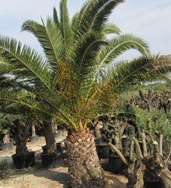 Phoenix canariensis_kat